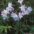 Buy Amaryllis belladonna (Jersey Lily) Bulbs online UK