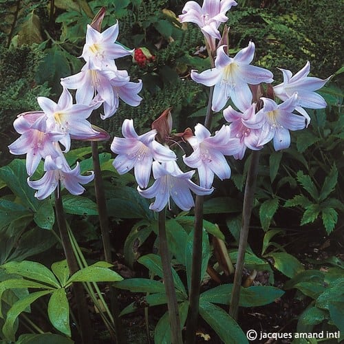 Buy Amaryllis belladonna (Jersey Lily) Bulbs online UK