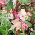 Buy Ampelopsis brevipedunculata 'Elegans' online UK