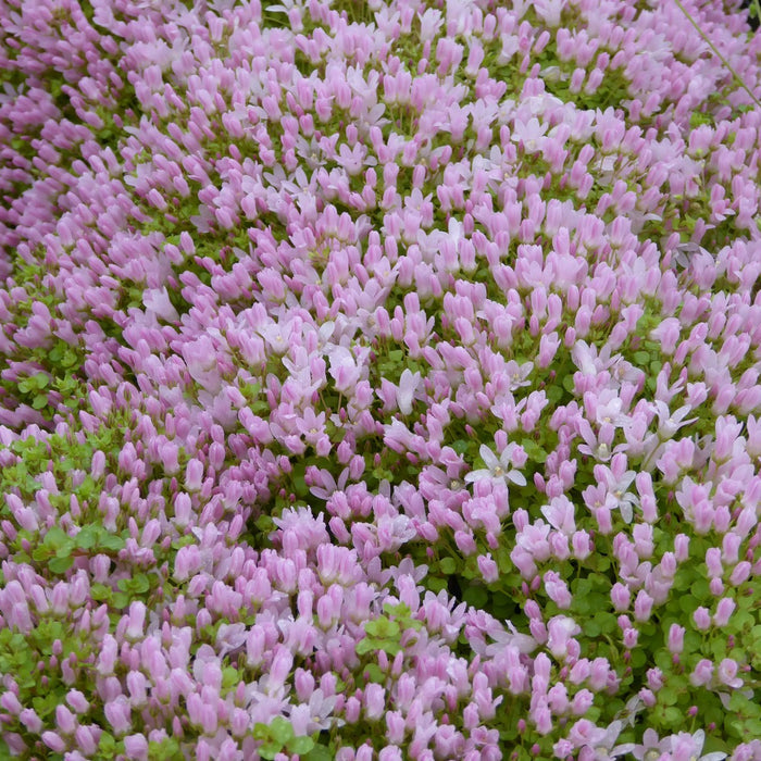 Buy Anagallis tenella (Bog Pimpernel) online UK