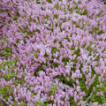 Buy Anagallis tenella (Bog Pimpernel) online UK