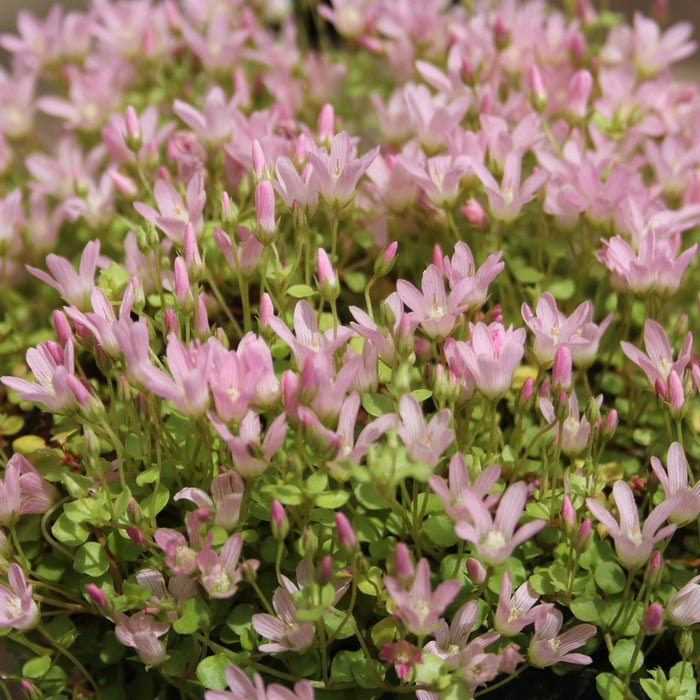 Buy Anagallis tenella (Bog Pimpernel) online UK