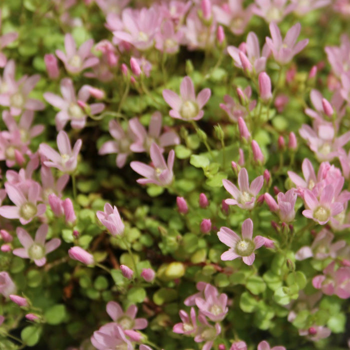 Buy Anagallis tenella (Bog Pimpernel) online UK