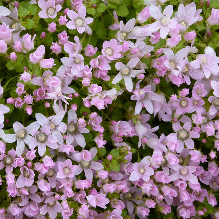 Buy Anagallis tenella (Bog Pimpernel) online UK