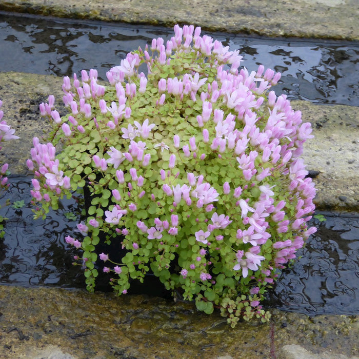 Buy Anagallis tenella (Bog Pimpernel) online UK