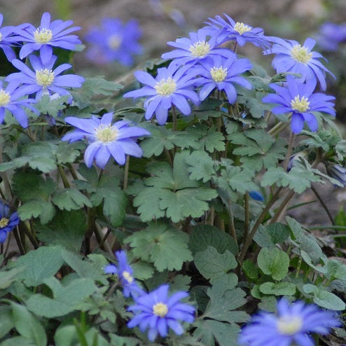 Buy Anemone blanda 'Blue Shades' Bulbs online UK