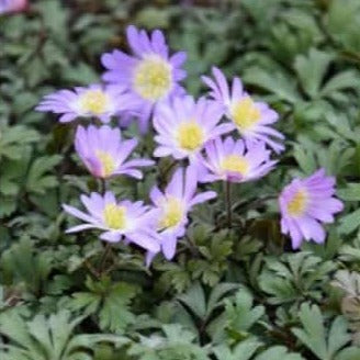 Buy Anemone blanda 'Pink Star' Bulbs online UK