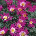 Buy Anemone blanda 'Radar' Bulbs online UK