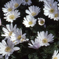 Buy Anemone blanda 'White Splendour' Bulbs online UK