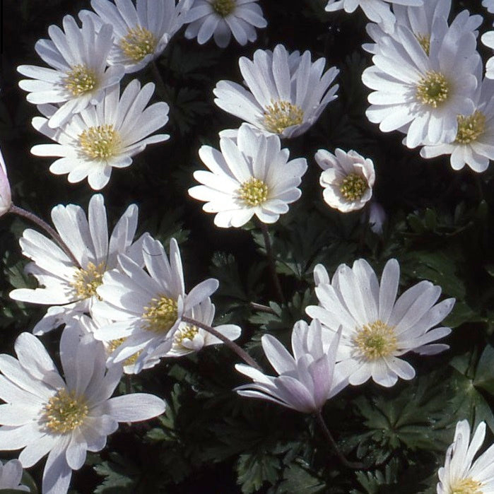 Buy Anemone blanda 'White Splendour' Bulbs online UK
