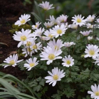 Buy Anemone blanda 'White Splendour' Bulbs online UK