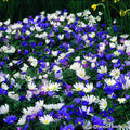 Buy Anemone blanda (Winter Windlower) Bulbs online UK