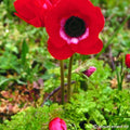 Buy Anemone coronaria (De Caen Group) 'Hollandia' Bulbs online UK