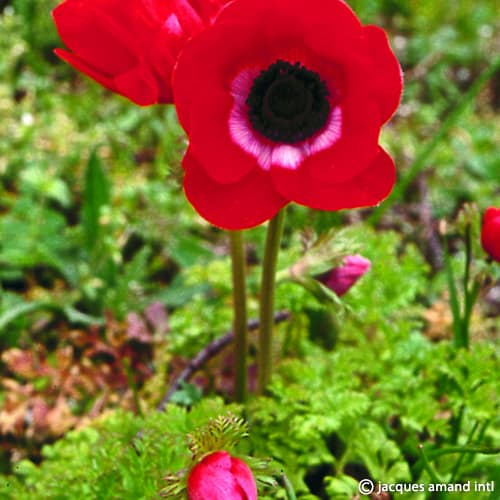 Buy Anemone coronaria (De Caen Group) 'Hollandia' Bulbs online UK