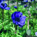 Buy Anemone coronaria (De Caen Group) 'Mr. Fokker' Bulbs online UK