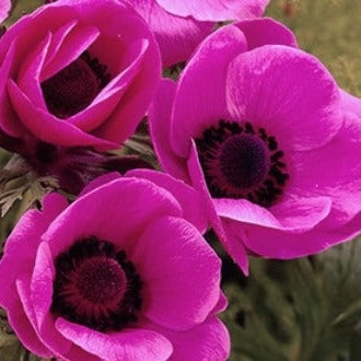 Buy Anemone coronaria (De Caen Group) 'Sylphide' Bulbs online UK