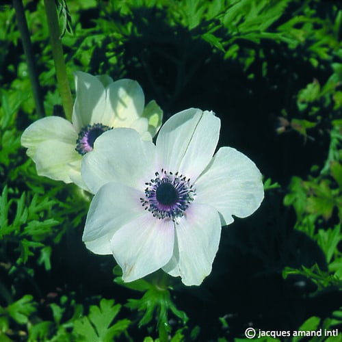 Buy Anemone coronaria (De Caen Group) 'The Bride' Bulbs online UK