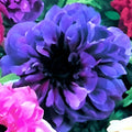Buy Anemone coronaria (St. Brigid Group) 'Lord Lieutenant' Bulbs online UK