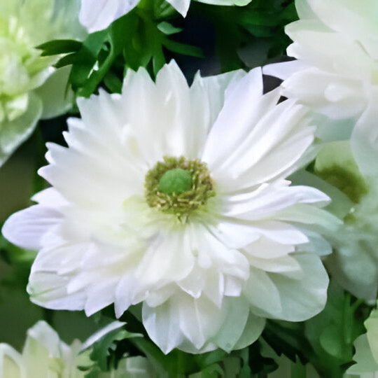 Buy Anemone coronaria (St. Brigid Group) 'Mt. Everest' Bulbs online UK
