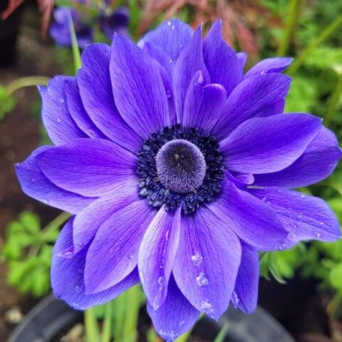 Buy Anemone coronaria (St. Brigid Group) 'The Admiral' Bulbs online UK
