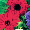 Buy Anemone coronaria (St. Brigid Group) 'The Governor' Bulbs online UK