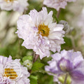 Buy Anemone 'Frilly Knickers' online UK