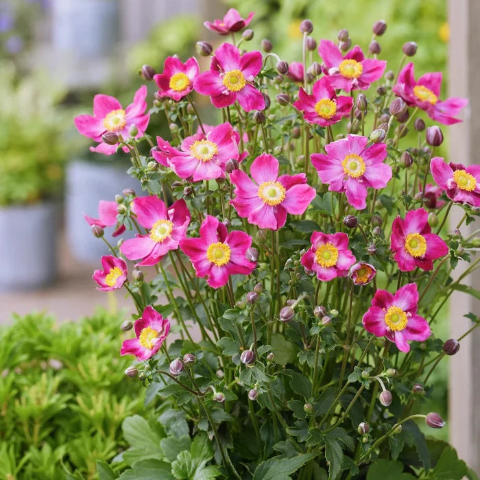 Buy Anemone hupehensis 'Fantasy Ariel' online UK