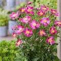 Buy Anemone hupehensis 'Fantasy Ariel' online UK