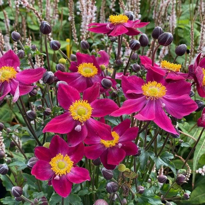 Buy Anemone hupehensis 'Fantasy Ariel' online UK