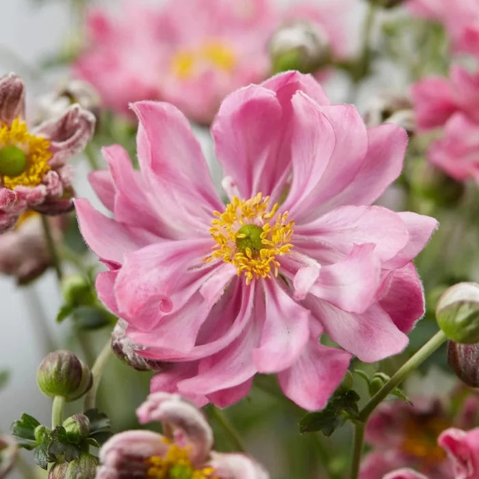 Buy Anemone hupehensis 'Fantasy Belle' online UK