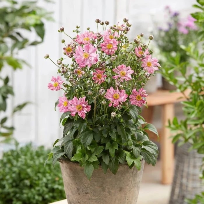 Buy Anemone hupehensis 'Fantasy Belle' online UK