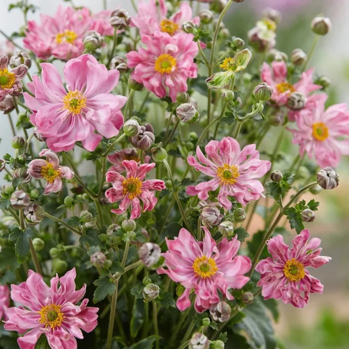 Buy Anemone hupehensis 'Fantasy Belle' online UK