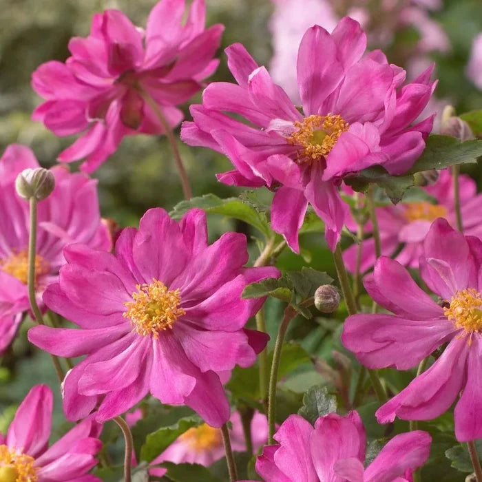 Buy Anemone hupehensis var. japonica 'Prinz Heinrich' online UK