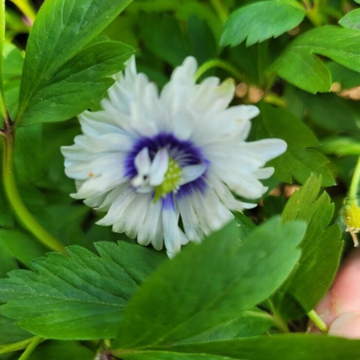 Buy Anemone nemorosa 'Blue Eyes' Bulbs online UK