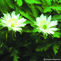 Buy Anemone nemorosa 'Bracteata Pleniflora' Bulbs online UK