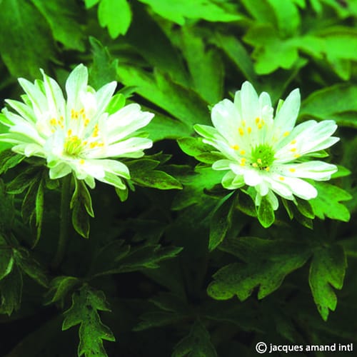 Buy Anemone nemorosa 'Bracteata Pleniflora' Bulbs online UK
