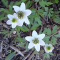 Buy Anemone nemorosa 'Green Fingers' Bulbs online UK