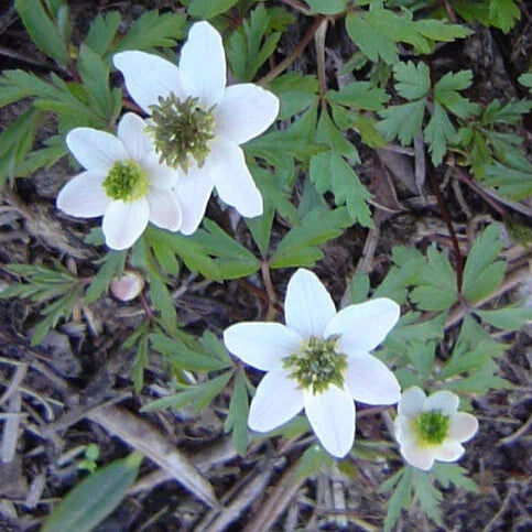 Buy Anemone nemorosa 'Green Fingers' Bulbs online UK