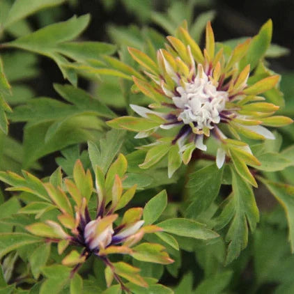 Buy Anemone nemorosa 'Monstrosa' Bulbs online UK