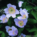 Buy Anemone nemorosa 'Robinsoniana' Bulbs online UK