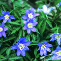 Buy Anemone nemorosa 'Royal Blue' Bulbs online UK