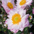 Buy Anemone 'Royal Candy' online UK