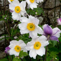 Buy Anemone 'Ruffled Swan' online UK