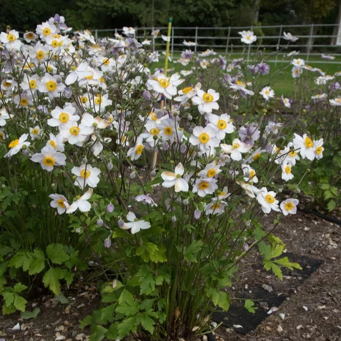 Buy Anemone 'Ruffled Swan' online UK