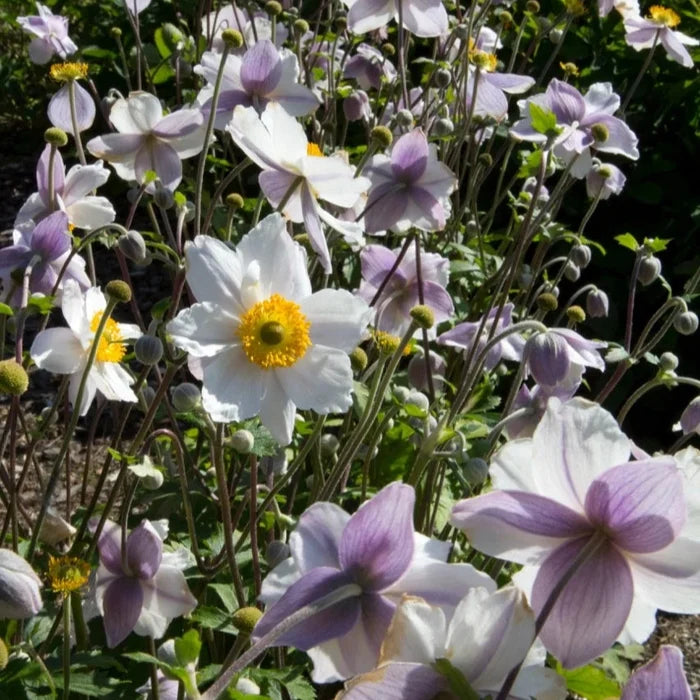 Buy Anemone 'Ruffled Swan' online UK