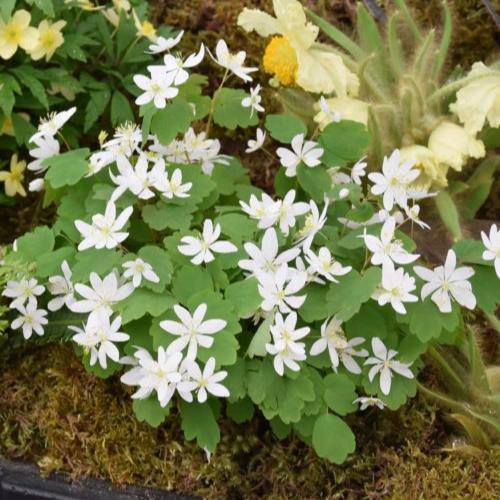 Buy Anemonella thalictroides (Rue Anemone) Bulbs online UK