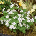 Buy Anemonella thalictroides (Rue Anemone) Bulbs online UK