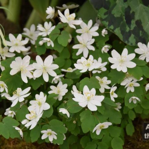 Buy Anemonella thalictroides (Rue Anemone) Bulbs online UK