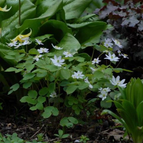 Buy Anemonella thalictroides (Rue Anemone) Bulbs online UK