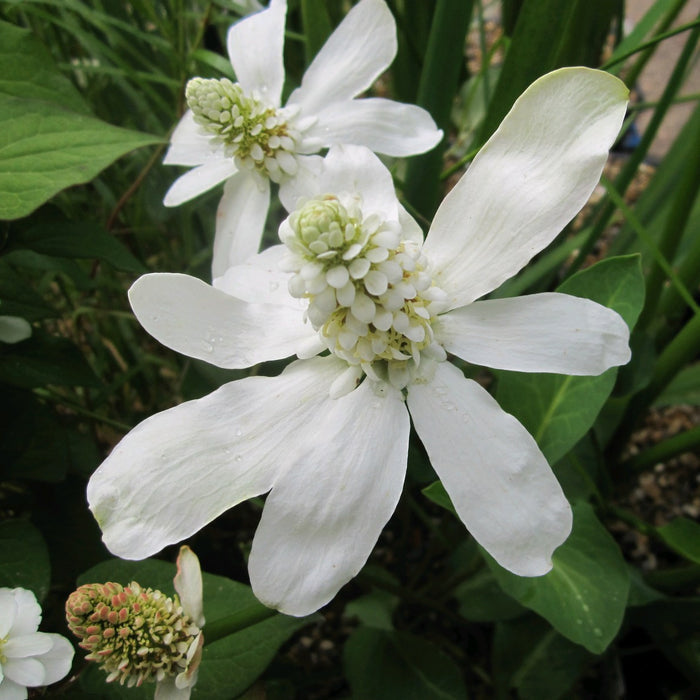 Buy Anemopsis californicum (Apache Beads) online UK